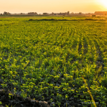 Farmhouses at Holly Ravine Farm will be demolished as Cherry Hill turns nearly 23 acres into open space